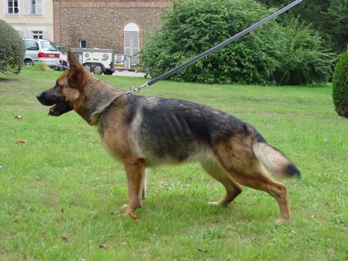 Brenda von der gr�nen Linde  - SZ-Nr.: 2032078