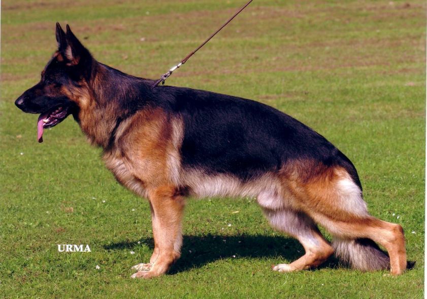 Cora von der Waldesruh    SZ-Nr.:  2072108