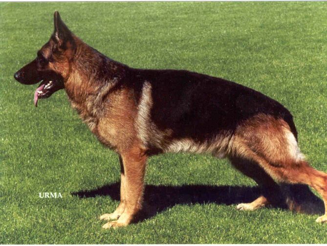 Gro�es Bild von Agent von Arminius ca 80 KB