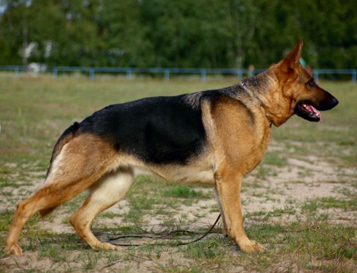 Bea von der Waldesruh  SZ-Nr.: 2045807