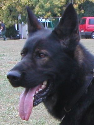 Kopf-Foto Glenn von den Galowerh�hen