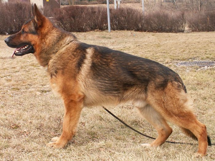 Golo von der Waldesruh 