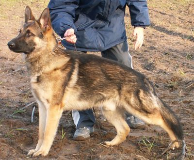 Ischu von der Waldesruh - 11 Monate alt