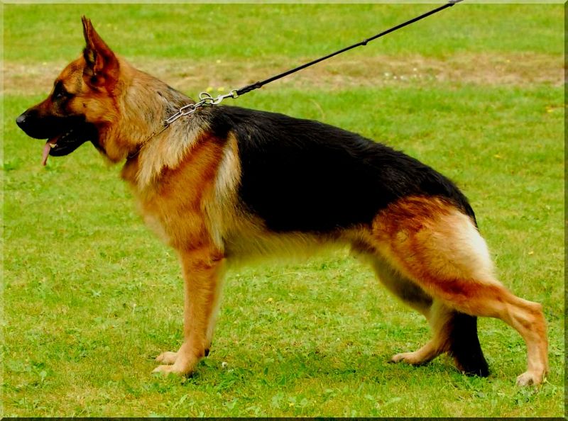 Kimi von der Waldesruh 