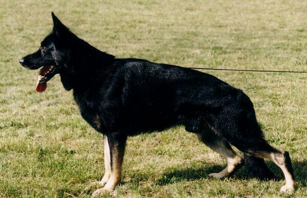 max von der k�nigsgrube