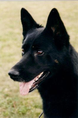 max von der k�nigsgrube