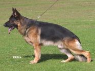 Gro�es Bild von Zarno